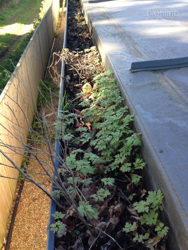 Highline Cleaning clearing gutters on a large property